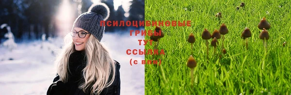 прущие грибы Надым